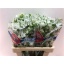 product/img.floraplaza.nl/110134-60-LIVE_fotos-0xA17EB2CF3D8BFFE70E19C4ECD46EF6BA1A6BC31F.jpg