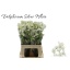 product/img.floraplaza.nl/110134-60-LIVE_fotos-0xCA45BCD26A154CE1C89ADDEFCE0CC2FA47B737F1.jpg