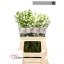 product/img.floraplaza.nl/110134-60-LIVE_fotos-0xEA43880A0353A7F59E9F1F638E884F3C9714BAC3.jpg