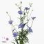 product/img.floraplaza.nl/110138-50-ART_Fotos-VBN-vbn110138.jpg