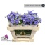product/img.floraplaza.nl/110138-50-LIVE_fotos-0x77655CC3C724949DE3EA815ECB3F516EE299F212.jpg
