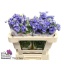 product/img.floraplaza.nl/110138-50-LIVE_fotos-0x9F60EB5556E8136DE797DC5D8F4AB3C2226F5A8C.jpg