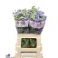 product/img.floraplaza.nl/110138-50-LIVE_fotos-0xCEC97252E97B987CC1E49CE65D95086089DF2123.jpg