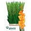 product/img.floraplaza.nl/110139-130-LIVE_fotos-0x0D3A8EBA015B2F9776F05E95CF14AA549F93D795.jpg