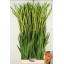 product/img.floraplaza.nl/110139-130-LIVE_fotos-0x9B36BC3E9ACC4019181264BB32301E71A8565CC2.jpg