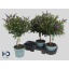 product/img.floraplaza.nl/110393-17-LIVE_fotos-0x4DBD6522BFFEFB4EFBFD6CACA68A7AE24139BBB7.jpg