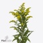 product/img.floraplaza.nl/110402-60-ART_fotos-VBN-vbn110402.jpg