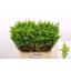 product/img.floraplaza.nl/110402-60-LIVE_fotos-0x6AD110DEE3B4C3E0ABFE5B5F4DCB3A8E770D8FEC.jpg