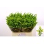 product/img.floraplaza.nl/110402-60-LIVE_fotos-0xDB3775C4E1C1DD929B292B09829C2C6FAA1996C0.jpg