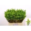 product/img.floraplaza.nl/110402-60-LIVE_fotos-0xE5C373FDA35CC8F199CCB7D1F11E8C56FCB2972D.jpg