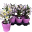 product/img.floraplaza.nl/11046-12-LIVE_fotos-0x6B7891A3D107186B7CD99A86CDD37FF449DAEFD4.jpg