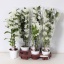product/img.floraplaza.nl/11046-12-LIVE_fotos-0x7F9B74DBBA516E3D6B13F04EF248BA95BD572737.jpg