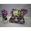 product/img.floraplaza.nl/11046-12-LIVE_fotos-0xC383BF6EF06E44934AEEE1AABCCAC9A3C3BCE4A2.jpg