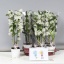 product/img.floraplaza.nl/11046-12-LIVE_fotos-0xD2BC98B88B4C11D42B5FCC5B20B56447CA8A260B.jpg