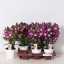 product/img.floraplaza.nl/11046-12-LIVE_fotos-0xE6AEEF87440C72CDAC9C48C3D69B984C233CD3C7.jpg