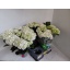 product/img.floraplaza.nl/110609-15-LIVE_fotos-0xCBA184872620B654018CAD1062FC0B63925B82C1.jpg