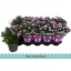 product/img.floraplaza.nl/110713-12-LIVE_fotos-0xBAEBDC7B7DBDFE9BF7E535E3043A7B1953E8D4F9.jpg