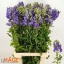 product/img.floraplaza.nl/1109-80-LIVE_fotos-0x1EC2C09462AA1C5ED17366AC4A05C3A2F658226F.jpg