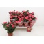 product/img.floraplaza.nl/111101-13-LIVE_fotos-0x9E45AD2F82FC0E32F0CCFDA8D21836E60BAB6586.jpg