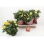 product/img.floraplaza.nl/111102-20-LIVE_fotos-0xBD5ED5F51DC2627BAEAD3BEF0901FABA4B6C143A.jpg
