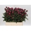 product/img.floraplaza.nl/11127-60-LIVE_fotos-0xE3C9EF9F75F6510208A8F11975007A9A9BA161DF.jpg