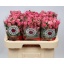 product/img.floraplaza.nl/111319-60-LIVE_fotos-0x8FF19D7CACF6BD7162FB059E8AB9A8A638E6966E.jpg