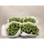 product/img.floraplaza.nl/111466-LIVE_fotos-0xAA1DF283B429263D86B7CD021A1907566E550132.jpg