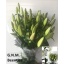 product/img.floraplaza.nl/111709-100-LIVE_fotos-0xAB0D1F1AC0A46B7E5D41C56B7C4AC2456384D3DB.jpg