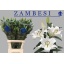 product/img.floraplaza.nl/111709-100-LIVE_fotos-0xB8CAB6FD9E54CB5CB27EAC3B85D99C9789F2720E.jpg