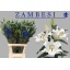 product/img.floraplaza.nl/111709-100-LIVE_fotos-0xD22E205D8334B3F1D3FC5B65003450C30EA1C3CB.jpg