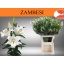 product/img.floraplaza.nl/111709-85-LIVE_fotos-0xC699D6FED4B38C0CBB7952E9C76A73D66978285A.jpg