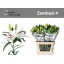 product/img.floraplaza.nl/111709-85-LIVE_fotos-0xD4DFEE2B8D9DC6007B768BC3DCDE9DAD313F9F4D.jpg