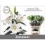 product/img.floraplaza.nl/111709-90-LIVE_fotos-0x8FE0D62C7A592AE9127F779E55AF546A7482BD44.jpg