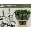 product/img.floraplaza.nl/111709-90-LIVE_fotos-0xB9BAE0BE3E863CF6E1D19558F5177E15AAE5EF53.jpg