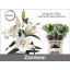 product/img.floraplaza.nl/111709-90-LIVE_fotos-0xC94B99C3AFD7A9311CA63751C52CBE10CFD51E12.jpg