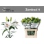 product/img.floraplaza.nl/111709-90-LIVE_fotos-0xD4DFEE2B8D9DC6007B768BC3DCDE9DAD313F9F4D.jpg