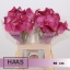 product/img.floraplaza.nl/111744-60-LIVE_fotos-0x43C9FE0FBC3472D365778B3C2282A7EFE08B08B8.jpg