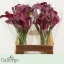 product/img.floraplaza.nl/111744-60-LIVE_fotos-0xC1A29B015B8CC3DE8D60ECEC4A4963D5185AEC36.jpg