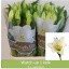 product/img.floraplaza.nl/111760-85-LIVE_fotos-0xE5ED89AF0EDECD3BE07860900EF15F4506F75F01.jpg