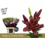 product/img.floraplaza.nl/111808-90-LIVE_fotos-0xEA8299532E687068910DA22AEAB13E447486BE18.jpg