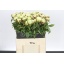 product/img.floraplaza.nl/111932-60-LIVE_fotos-0xABC4C86010C8899D1140D800966BC96A7FA4D2E1.jpg