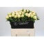 product/img.floraplaza.nl/111936-60-LIVE_fotos-0xC736D6AEA7DD58200B9644FE0DE402E7674AFE00.jpg
