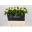 product/img.floraplaza.nl/111936-60-LIVE_fotos-0xEE8849079D2BFE13833BA85EFE2DADD7FEEDA340.jpg