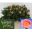 product/img.floraplaza.nl/111937-55-LIVE_fotos-0xFCE98C10452BBDC6242A3176DF3455E2BE6EE36C.jpg