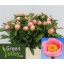 product/img.floraplaza.nl/111937-60-LIVE_fotos-0x592DA0F71E92F05B9FB780BD7D1E71EEB8645F3E.jpg