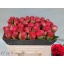 product/img.floraplaza.nl/111938-50-LIVE_fotos-0x704CDB77D3A7EE7D1B95770AC8FC24A2A2BFC3AE.jpg