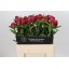 product/img.floraplaza.nl/111938-60-LIVE_fotos-0x62200B650D38E8D5BDC4A5932D2B5DAE5F0079C7.jpg
