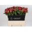 product/img.floraplaza.nl/111938-60-LIVE_fotos-0x81C922F07E76B1F33DA14DC09C371BB30D14BBBE.jpg