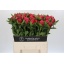 product/img.floraplaza.nl/111938-60-LIVE_fotos-0x9FCB766BFC00820D3E83ECBF41BEA6B5EE60CC5B.jpg