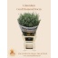 product/img.floraplaza.nl/111966-80-LIVE_fotos-0xF59A3D7F3B7A9367369BFAA7ADAAC0902341A877.jpg